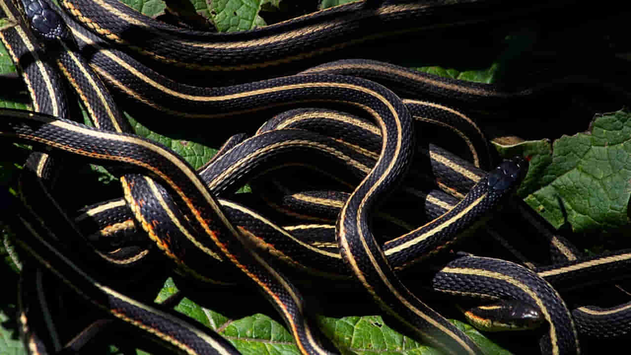 Snake Honeymoon:  ఆ దేశంలో పాములు కూడా హనీమూన్ కి వెళ్తాయని మీకు తెలుసా.. ఈ నెలలోనే వేలాది పాముల సయ్యాట..