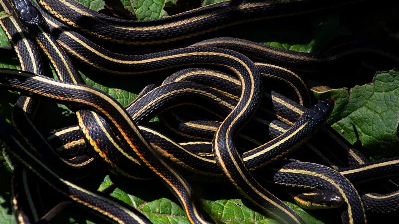 Snake Honeymoon: ఆ దేశంలో పాములు కూడా హనీమూన్ కి వెళ్తాయని మీకు తెలుసా.. ఈ నెలలోనే వేలాది పాముల సయ్యాట..