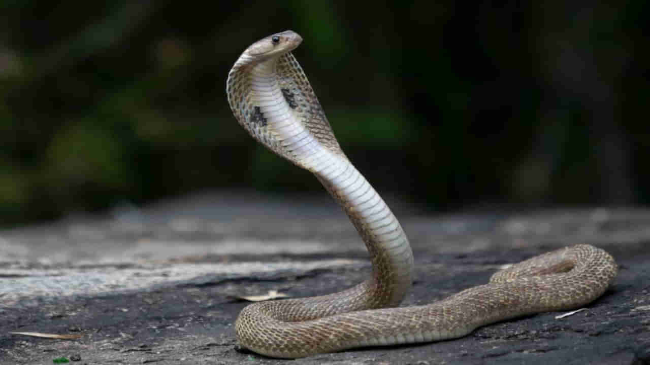 Snakebite Cases: పాములు బాబోయ్ పాములు.. కాటు మీద కాటు వేస్తున్నాయ్..! 120 రోజుల్లో 3 వేలకు పైగా కేసులు..