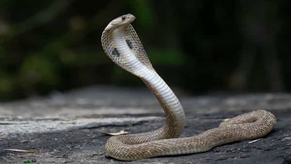 Snakebite Cases: పాములు బాబోయ్ పాములు.. కాటు మీద కాటు వేస్తున్నాయ్..! 120 రోజుల్లో 3 వేలకు పైగా కేసులు..