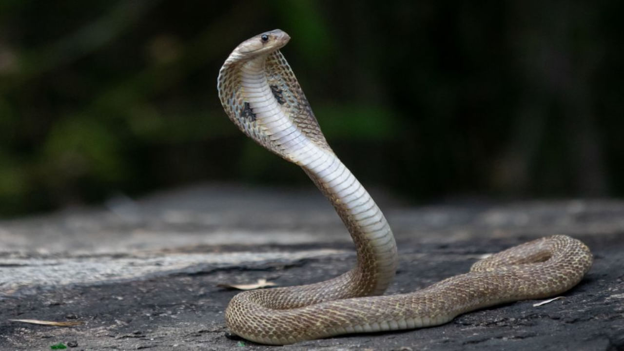 Snakebite Cases: పాములు బాబోయ్ పాములు.. కాటు మీద కాటు వేస్తున్నాయ్..! 120 రోజుల్లో 3 వేలకు పైగా కేసులు..