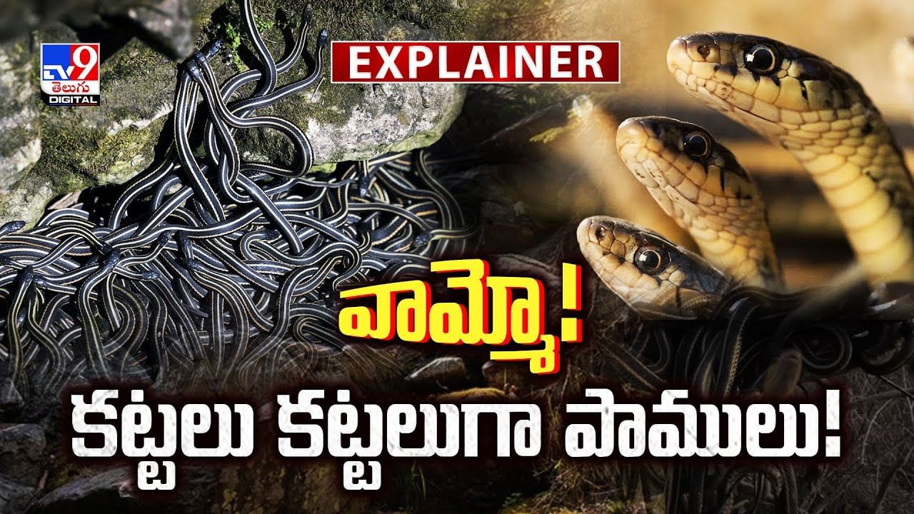 పాముల హనీమూన్ స్పాట్ చూసారా.. ప్రపంచంలో కెల్లా వింత