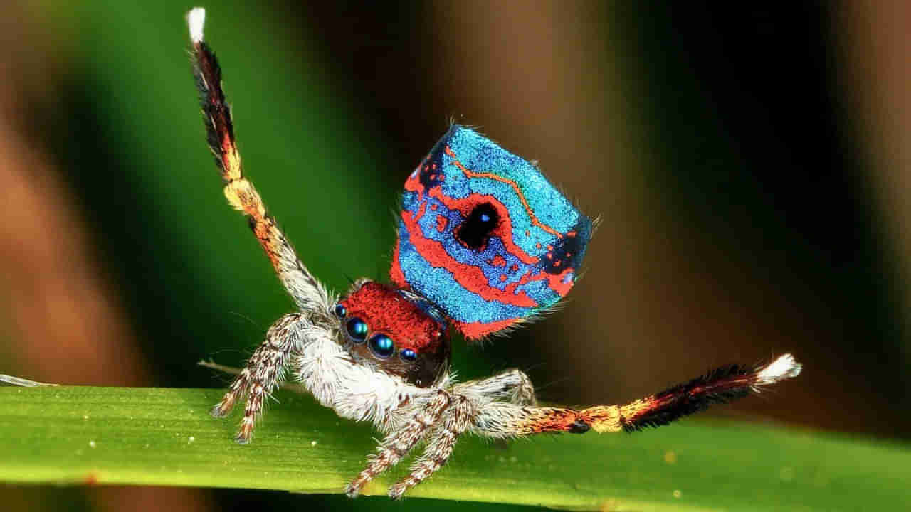 Viral Video: మగ స్పైడర్‌ డ్యాన్స్‌కు ఆడ స్పైడర్‌ పడిపోయిందా ఓకే..! లేదంటే.. నెమలి జంపింగ్‌ స్పైడర్‌ రూటే వేరు