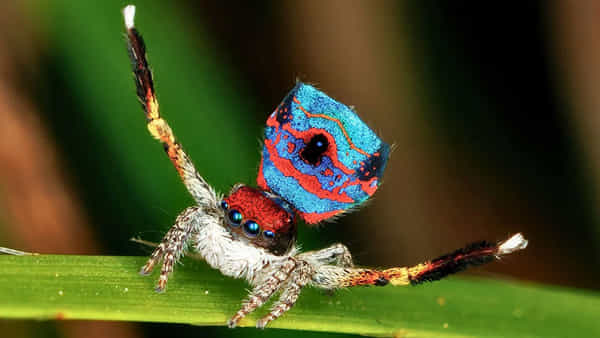 Viral Video: మగ స్పైడర్ డ్యాన్స్కు ఆడ స్పైడర్ పడిపోయిందా ఓకే..! లేదంటే.. నెమలి జంపింగ్ స్పైడర్ రూటే వేరు