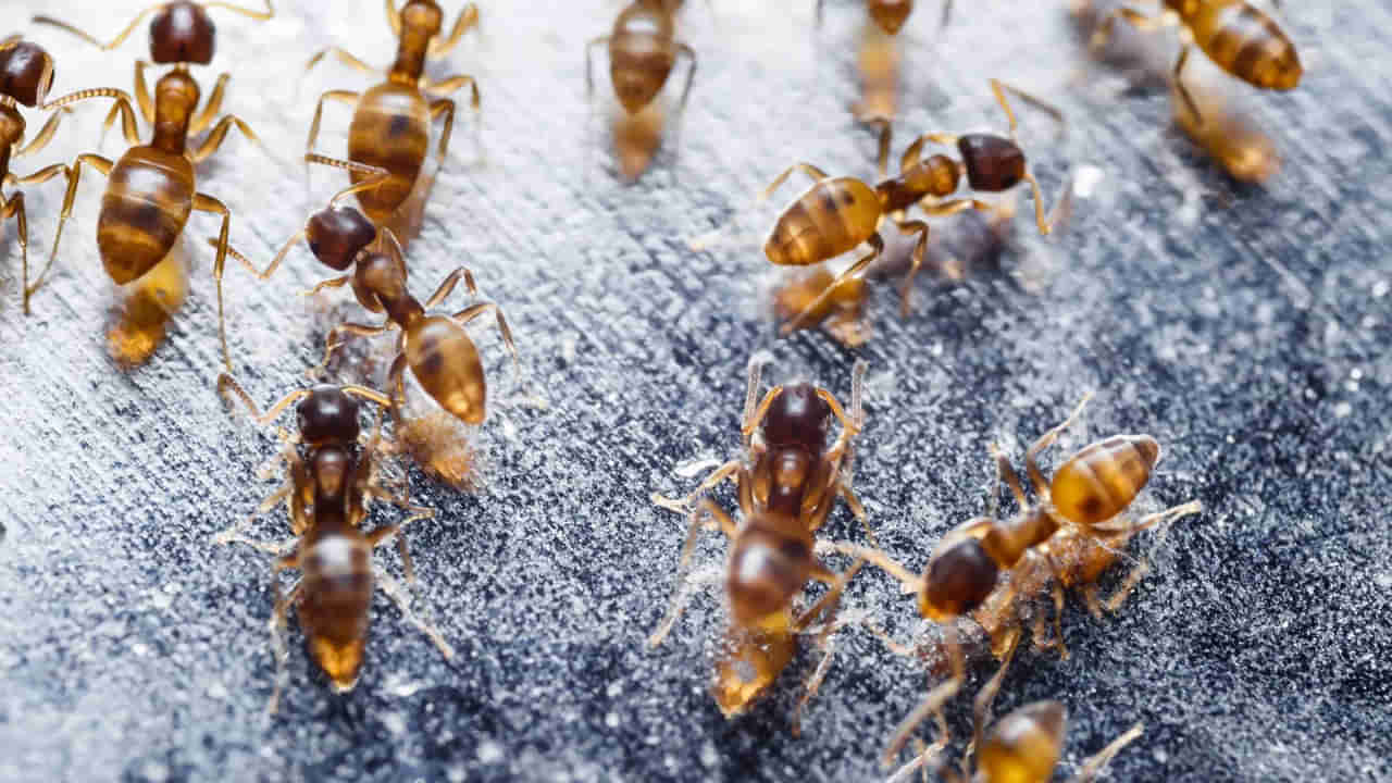 German: 8 కోట్ల జనాభాకు పెను సమస్యగా మారిన చీమలు.. విద్యుత్, ఇంటర్నెట్ సేవలకు అంతరాయం..