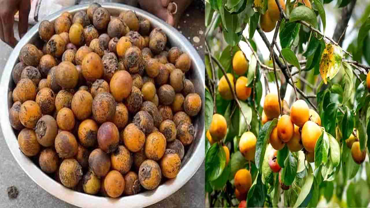 తునికి.. ఆరోగ్యపు గని.. స్వచ్చమైన.. సహజసిద్ధంగా అడవి తల్లి అందించి‌న వరం..!