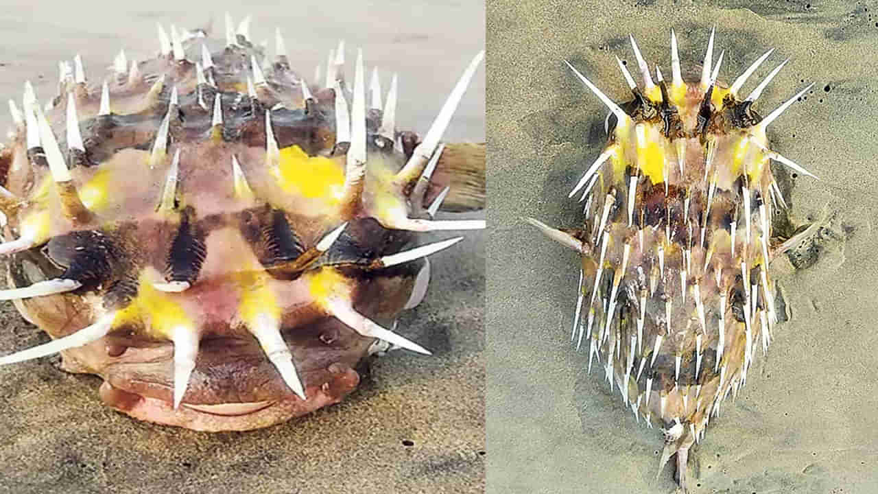 Vizag: వామ్మో ఇవేంటి..? వలలో చిక్కినవి చూసి షాకైన జాలర్లు..