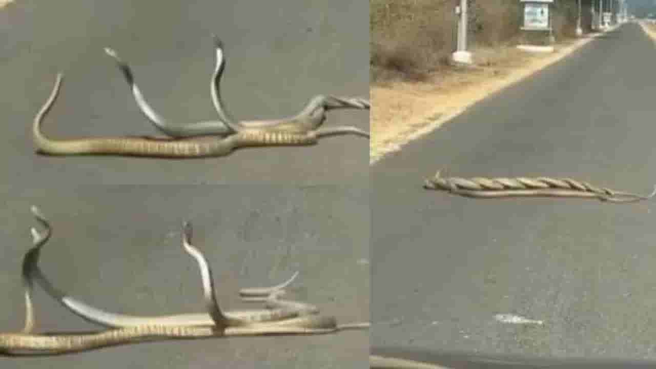 Viral: అయ్యబాబోయ్.. నడిరోడ్డుపై పాముల సయ్యాట.. ఒకటి, రెండు కాదు.. ఇదో ట్రయాంగిల్ లవ్ స్టోరీ..