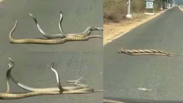 Viral: అయ్యబాబోయ్.. నడిరోడ్డుపై పాముల సయ్యాట.. ఒకటి, రెండు కాదు.. ఇదో ట్రయాంగిల్ లవ్ స్టోరీ..