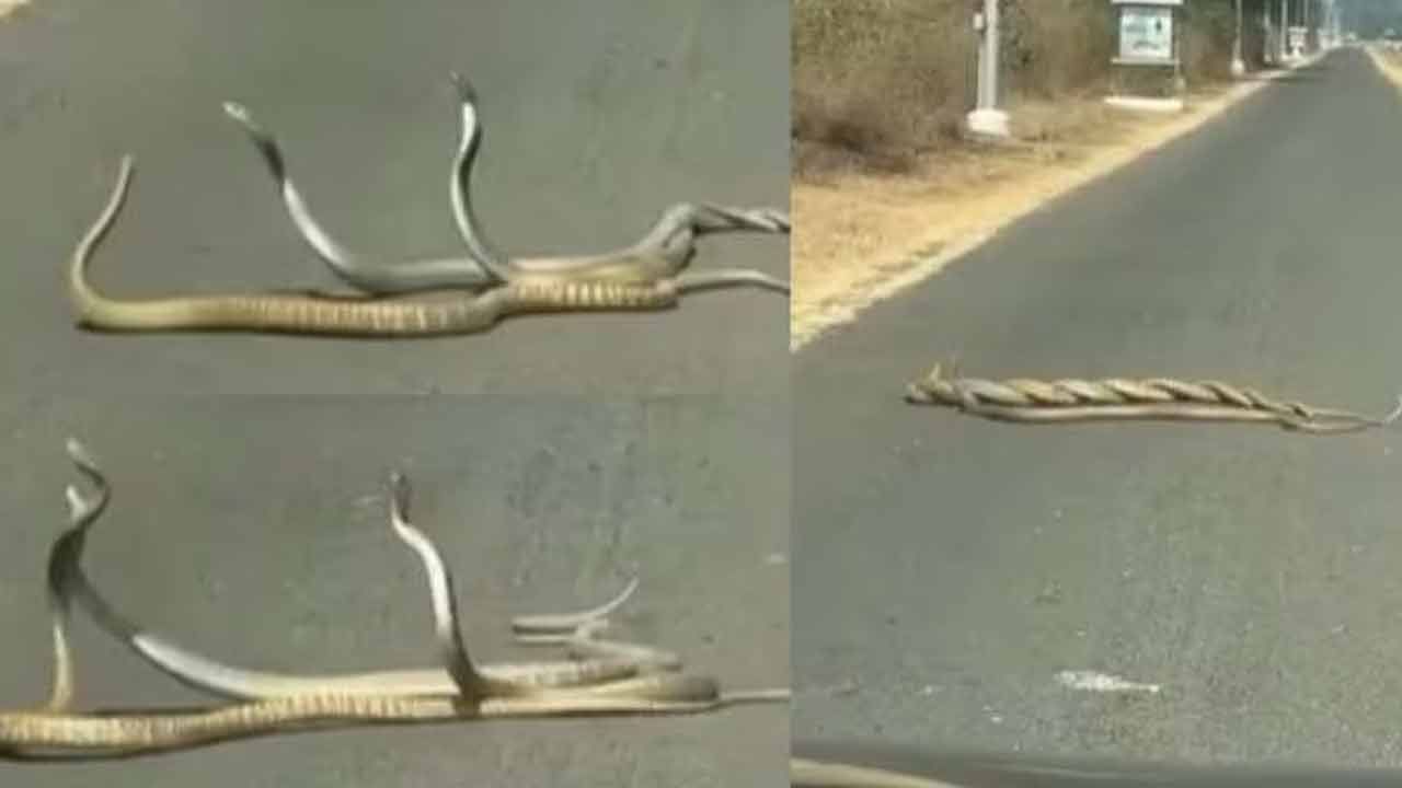 Viral: అయ్యబాబోయ్.. నడిరోడ్డుపై పాముల సయ్యాట.. ఒకటి, రెండు కాదు.. ఇదో ట్రయాంగిల్‌ లవ్ స్టోరీ..