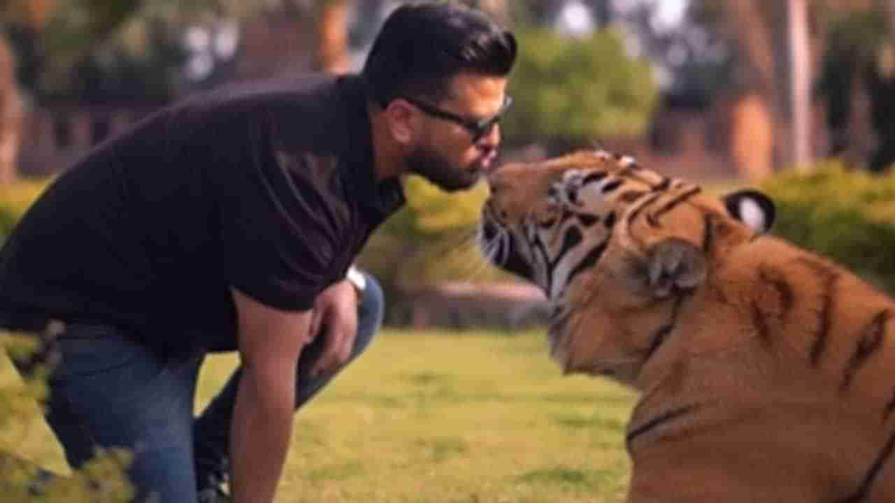 Viral Video: నీకేం పోయేకాలం రా బాబు..అదేదో కుక్కపిల్ల అయినట్టు పులికి ముద్దులు పెట్టబోయి..