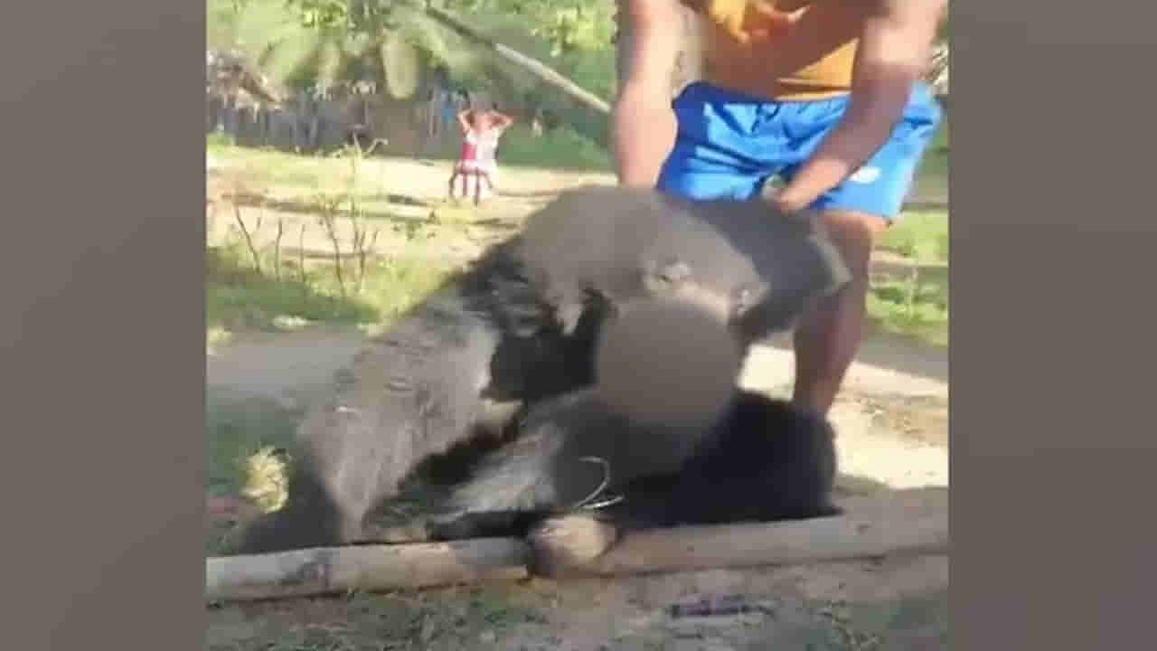 అయ్యో పాపం.. దారితప్పి ఊళ్లోకి వచ్చిన ఎలుగు బంటిపై అమానుషం..