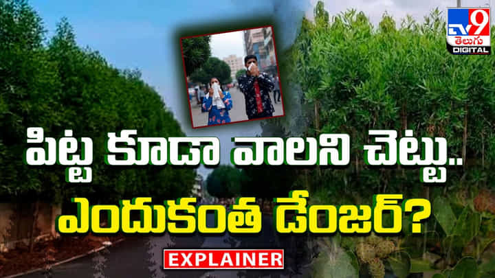 పిట్ట కూడా వాలని చెట్టు.. ఎందుకంత డేంజర్ ?? పిట్ట కూడా వాలని చెట్టు.. ఎందుకంత డేంజర్ ??