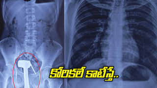 కుక్క బర్త్‌డే.. సిటీ అంతా భారీ హోర్డింగ్‌లు ఏర్పాటు! విష్‌ చేసేది  కుక్క ఫ్రెండ్సే.. కానీ, ఉగ్రదాడి కారణంగా..