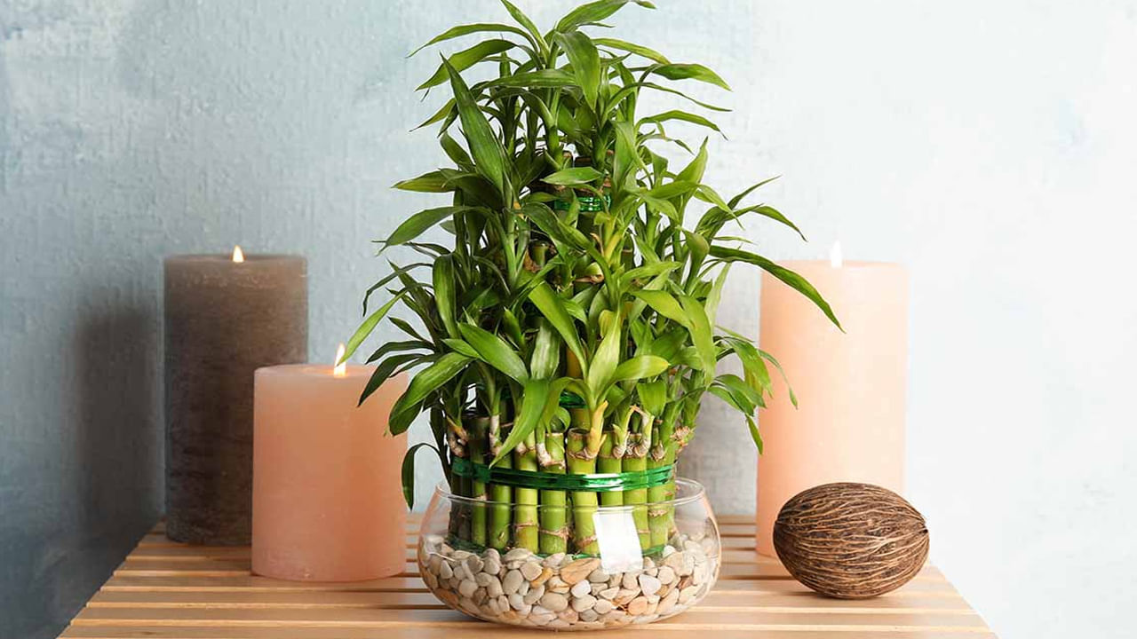 మనిషి జీవితంలో మొక్కలు ప్రధాన పాత్రను పోషిస్తాయి. మొక్కలు ఉన్న స్థలం అందంగా.. ఆకర్షణీయంగా ఉంటుంది. అంతేకాదు శక్తివంతమైన శక్తి కేంద్రంగా కూడా పనిచేస్తాయి. మొక్కలు ఇల్లు లేదా ఆఫీసు వాతావరణాన్ని మార్చగలవు. సరైన వాస్తు స్థానాన్ని అనుసరించి ఉంచినట్లయితే.. మొక్కలు అద్భుతాలు చేయగలవు. వాస్తు శాస్త్రం, ఫెంగ్ షుయ్ రెండింటిలోనూ వెదురు మొక్కలను పెంచుకోవడం శుభప్రదంగా పరిగణించబడుతుంది. వెదురు మొక్కలను సరైన దిశలో ఉంచితే అవి అదృష్ట ఆకర్షణగా పనిచేస్తాయని అంటారు. వెదురు మొక్కలు జీవితంలో స్వస్థత, పెరుగుదలకు చిహ్నంగా పరిగణించబడుతున్నాయి. 
