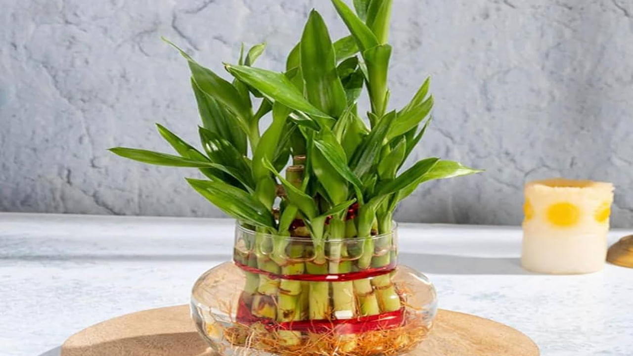 
వెదురు మొక్కను వాస్తు-అనుకూల దిశలో ఉంచండి. ఇంటి లోపల వెదురు మొక్కను ఉంచడానికి తూర్పు దిక్కు, ఆగ్నేయ దిశ అనువైనవి.
