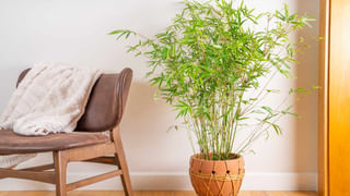 May 2025 Horoscope: వారికి ఉద్యోగాల్లో హోదాలు పెరిగే ఛాన్స్.. 12 రాశులకు మే మాసఫలాలు