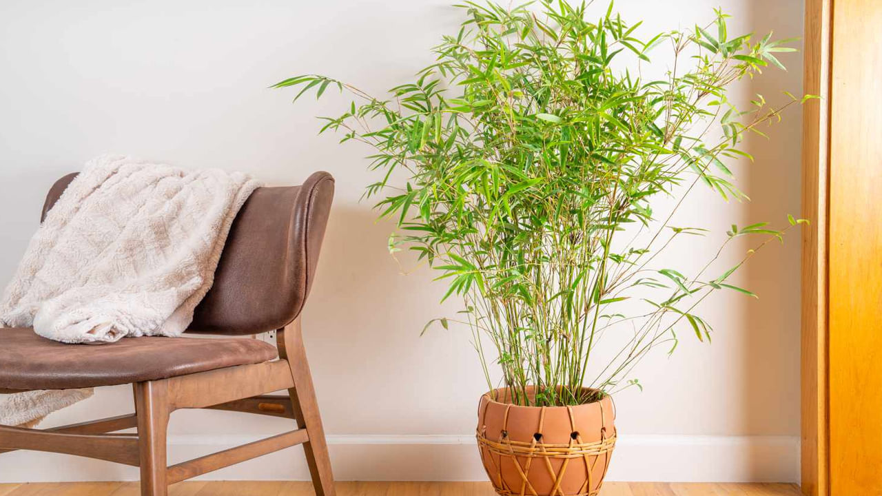 ఆగ్నేయ దిశ: ఆగ్నేయ దిశ జీవితంలో ధన ప్రవాహాన్ని సూచిస్తుంది. సంపదకు కొరత లేకుండా జీవితాంతం ఉండాలంటే వెదురు మొక్కను ఉంచడానికి ఇది ఉత్తమ దిశ. శ్రేయస్సును ఆకర్షించే దీని లక్షణాలను పెంచడానికి ఆకుపచ్చ, పసుపు లేదా బంగారు రంగు కుండలను ఉపయోగించండి. శ్రేయస్సును పెంపొందించడానికి వెదురు మొక్క చుట్టూ ఎర్రటి రిబ్బన్ కట్టండి. వెదురు విరగకుండా వంగగల సామర్థ్యం అనుకూలత .. బలానికి చిహ్నంగా చెబుతారు.