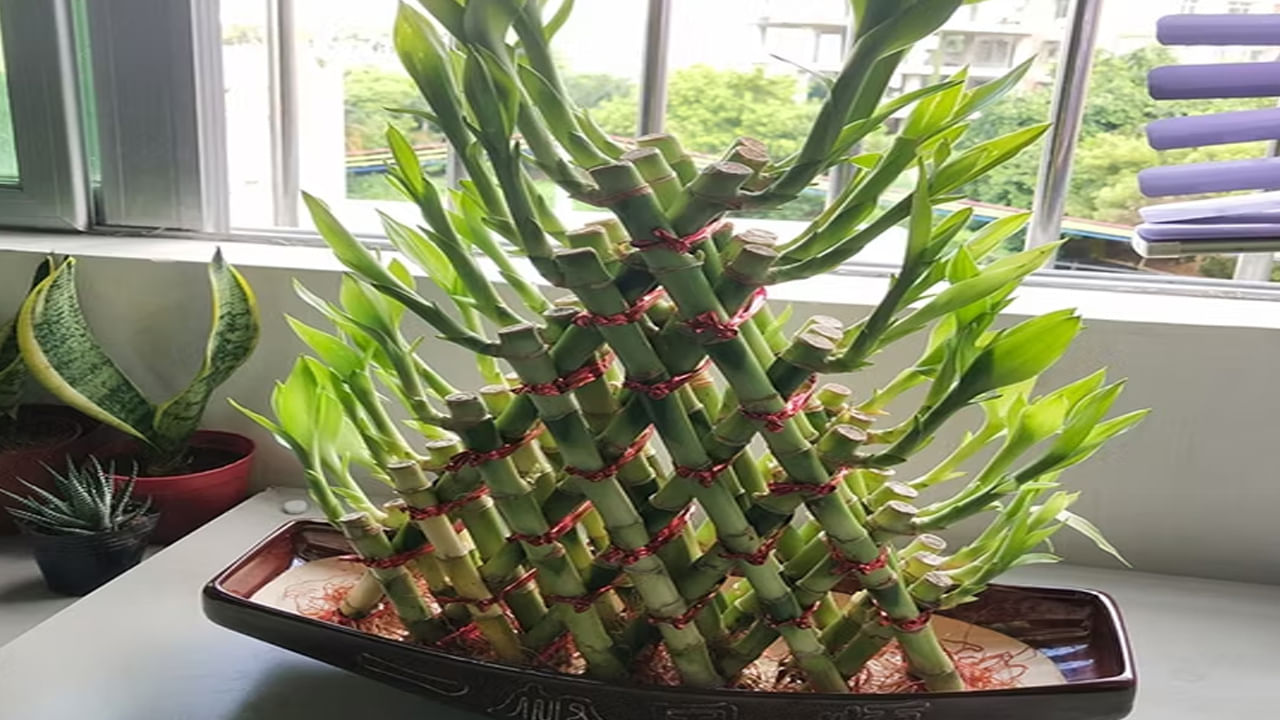 తూర్పు దిశ: వెదురు మొక్కను ఉంచడానికి తూర్పు దిశ ఉత్తమ దిశలలో ఒకటి ఎందుకంటే ఇది సానుకూల శక్తిని సూచిస్తుంది. వెదురు మొక్కలు సానుకూల శక్తిని కలిగి ఉంటాయి. కనుక వీటిని ఇంట్లో పెంచుకోవడం వలన ఇంట్లో సామరస్యాన్ని, అదృష్టాన్ని తీసుకువస్తాయి