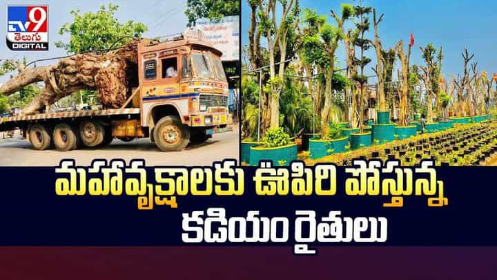 మహావృక్షాలకు ఊపిరిపోస్తున్న కడియం రైతులు వీడియో మహావృక్షాలకు ఊపిరిపోస్తున్న కడియం రైతులు వీడియో