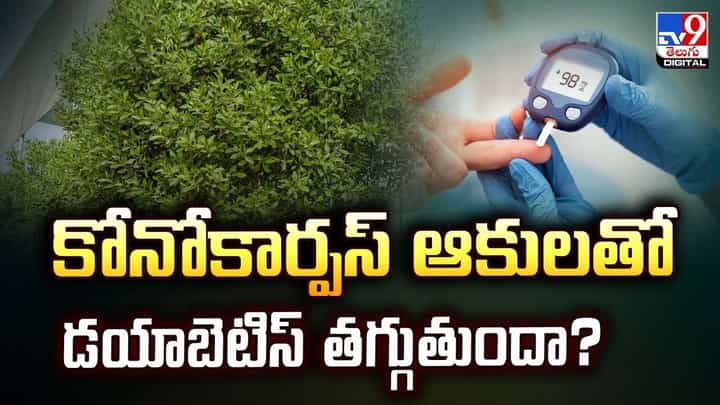 కోనోకార్పస్ ఆకులతో డయాబెటిస్ తగ్గుతుందా? వీడియో కోనోకార్పస్ ఆకులతో డయాబెటిస్ తగ్గుతుందా? వీడియో