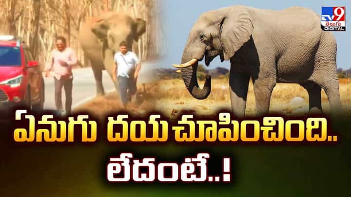 ఏనుగు దయచూపించింది.. లేదంటే వీడియో ఏనుగు దయచూపించింది.. లేదంటే వీడియో