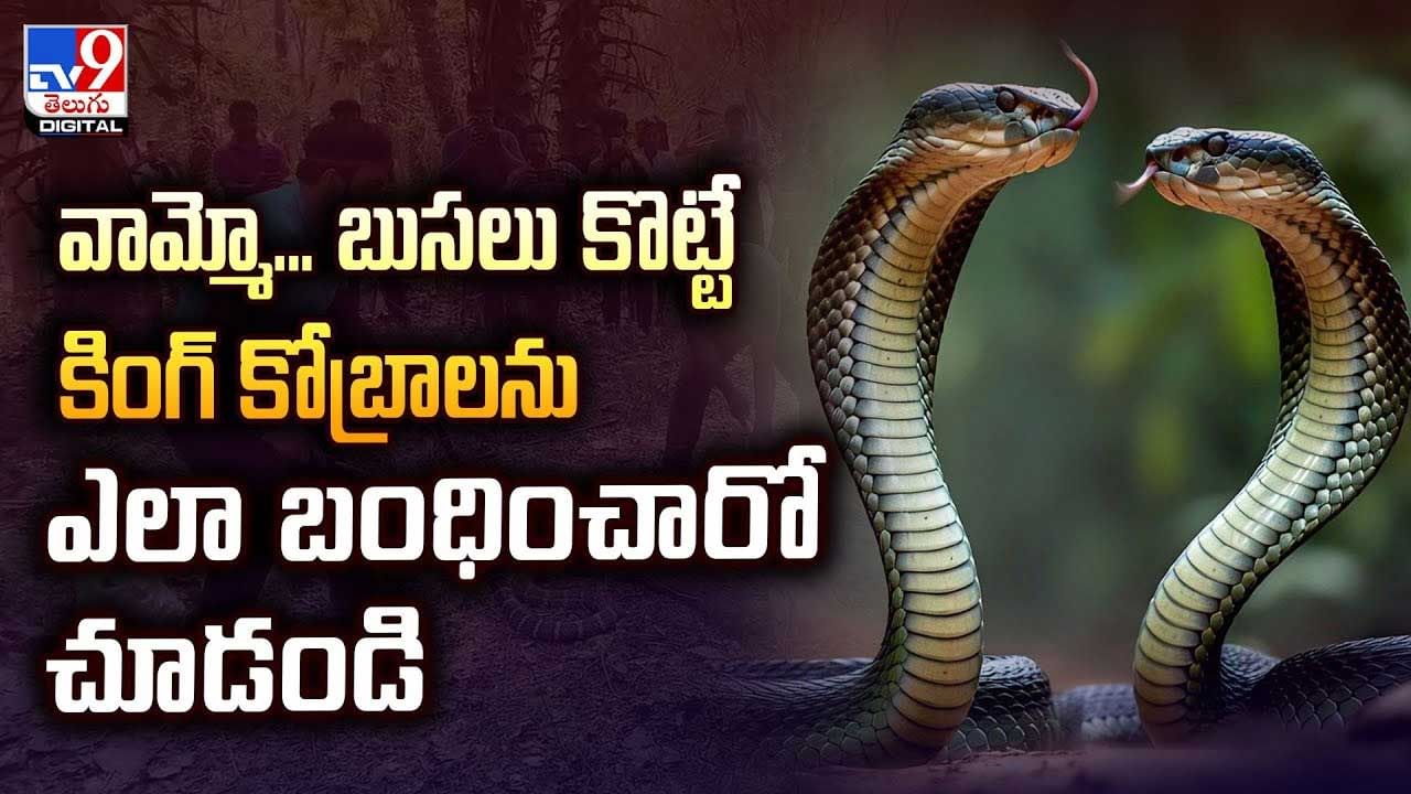 వామ్మో.. బుసలు కొడుతున్న కింగ్ కోబ్రాలు వీడియో