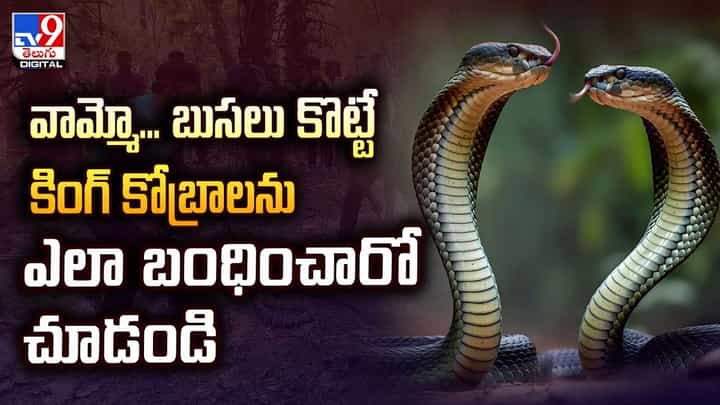 వామ్మో.. బుసలు కొడుతున్న కింగ్ కోబ్రాలు వీడియో వామ్మో.. బుసలు కొడుతున్న కింగ్ కోబ్రాలు వీడియో