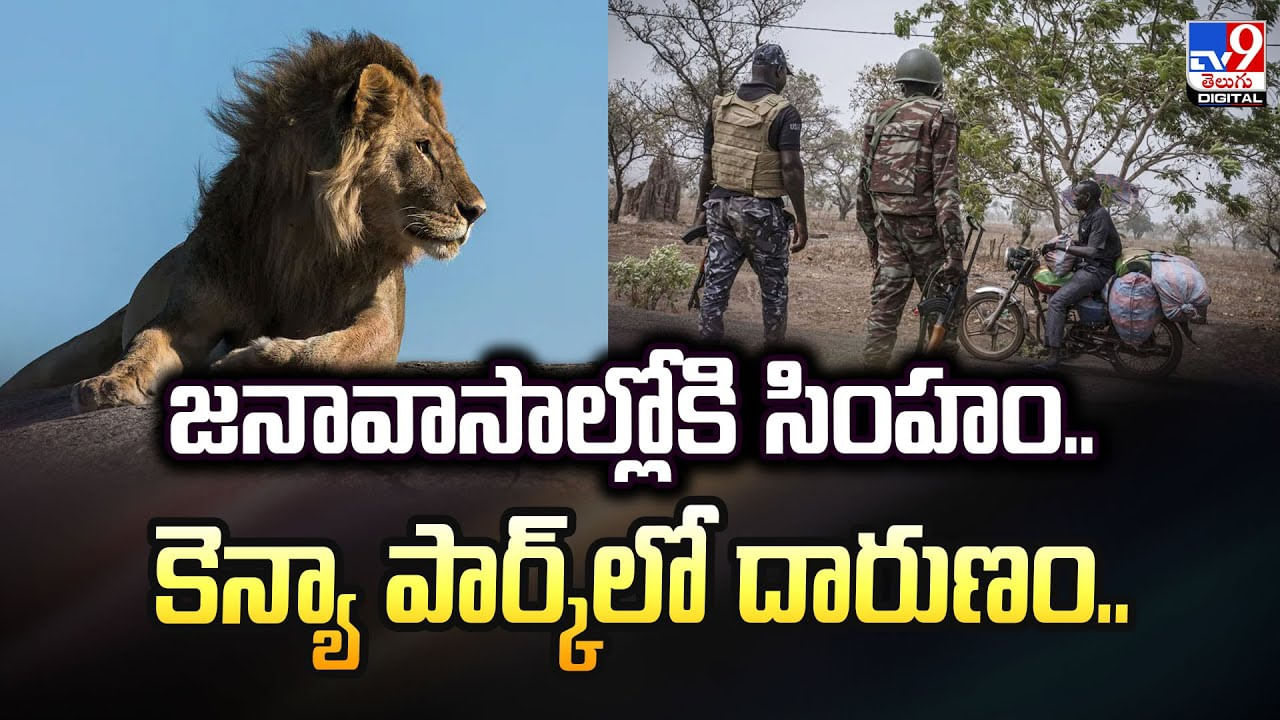 జనావాసాల్లోకి సింహం.. కెన్యా పార్క్‌లో దారుణం.. వీడియో