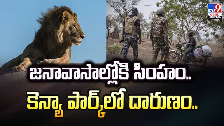 జనావాసాల్లోకి సింహం.. కెన్యా పార్క్లో దారుణం.. వీడియో జనావాసాల్లోకి సింహం.. కెన్యా పార్క్లో దారుణం.. వీడియో