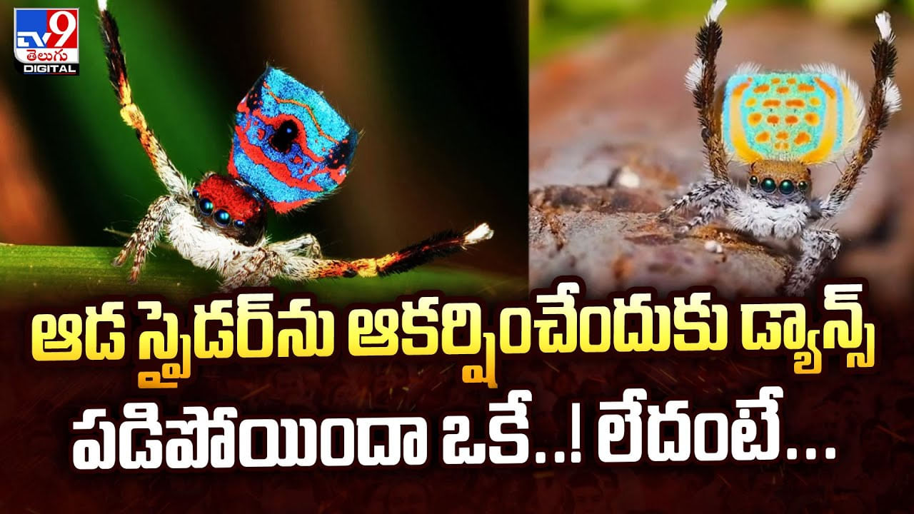 ఆడ స్పైడర్‌ను ఆకర్షించేందుకు డ్యాన్స్‌..పడిపోయిందా ఒకే..! లేదంటే వీడియో