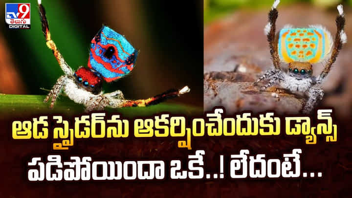 ఆడ స్పైడర్ను ఆకర్షించేందుకు డ్యాన్స్..పడిపోయిందా ఒకే..! లేదంటే వీడియో ఆడ స్పైడర్ను ఆకర్షించేందుకు డ్యాన్స్..పడిపోయిందా ఒకే..! లేదంటే వీడియో