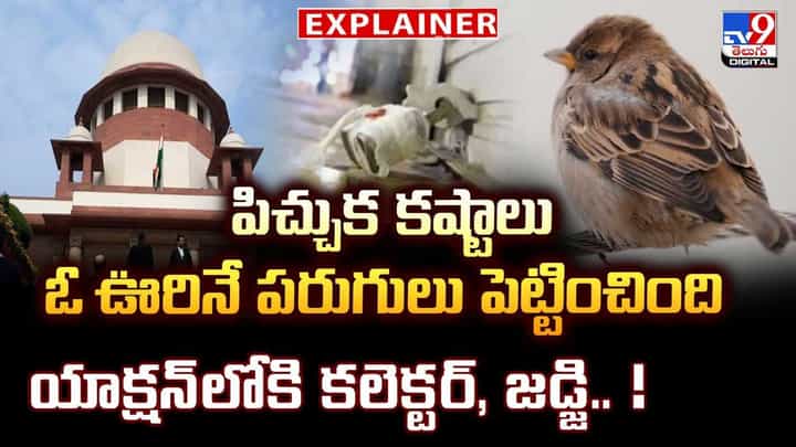 పిచ్చుక కష్టాలు.. ఓ ఊరునే పరుగులు పెట్టించింది వీడియో పిచ్చుక కష్టాలు.. ఓ ఊరునే పరుగులు పెట్టించింది వీడియో