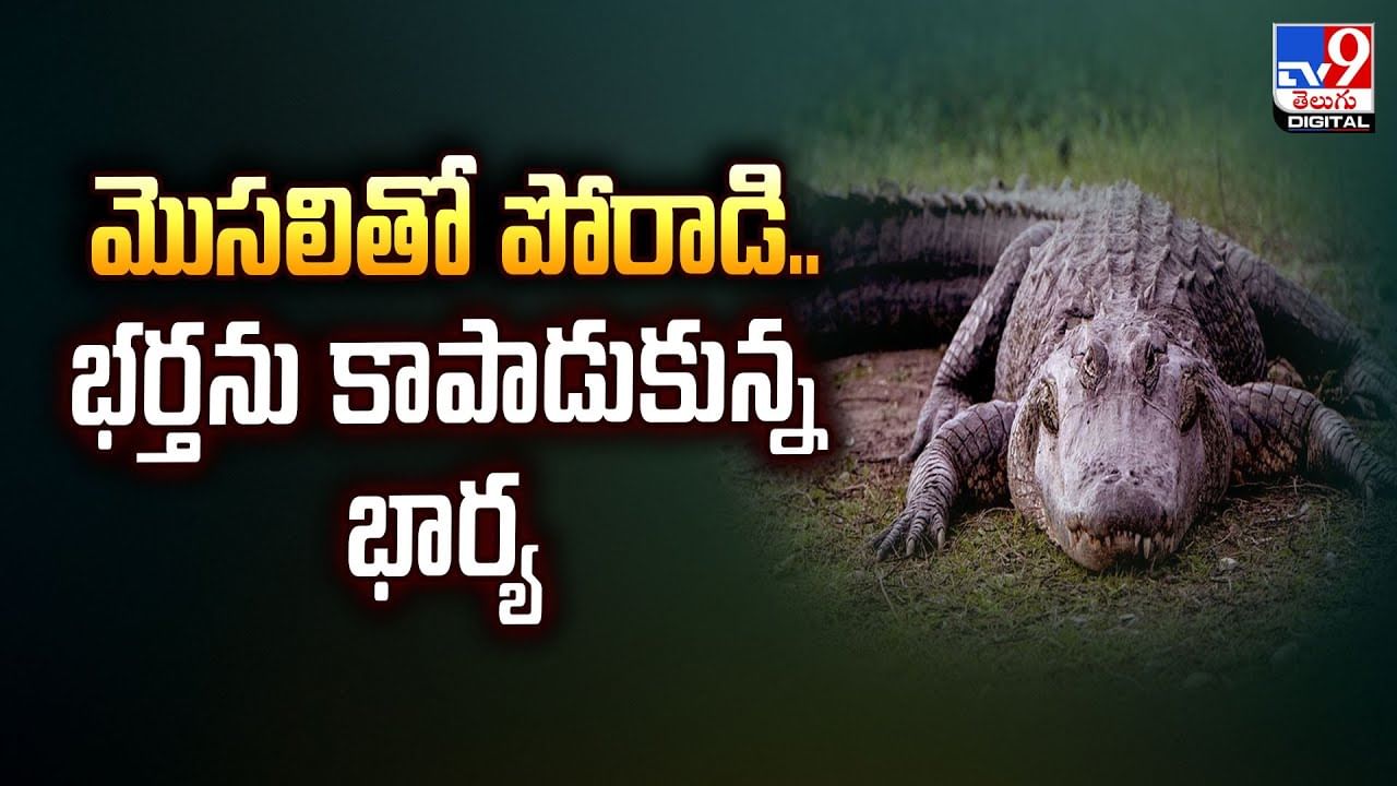 మొసలితో పోరాడి..భర్తను కాపాడుకున్న భార్య వీడియో