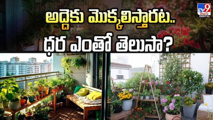 సమ్మర్ గ్రీన్ వేవ్.. ఇంటిలో మొక్కల అద్దె ట్రెండ్ వీడియో సమ్మర్ గ్రీన్ వేవ్.. ఇంటిలో మొక్కల అద్దె ట్రెండ్ వీడియో