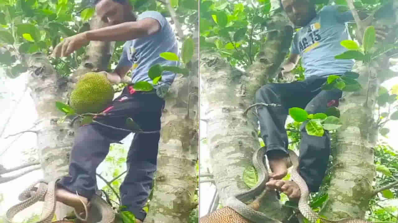 Viral Video: పనసకాయలు కోద్దామని చెట్టెక్కిన వ్యక్తి.. ఆ తర్వాత సీన్ ఇది