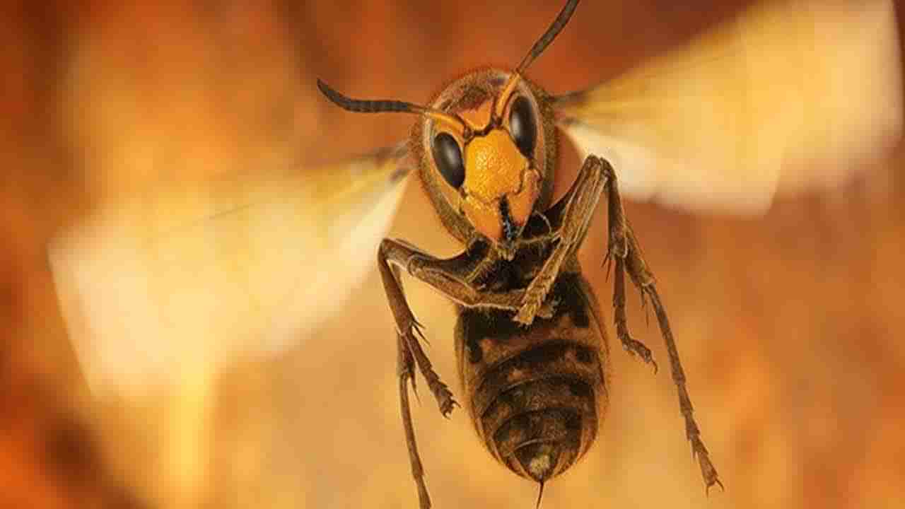 వామ్మో.. పగబట్టినట్టు పెళ్లి బృందంపై  కందిరీగల దాడి .. వరుడు సహా 25 మందికి గాయాలు..