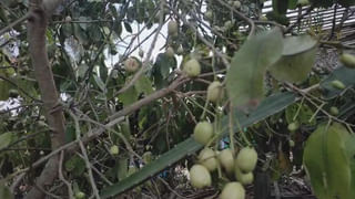 అందరూ ఇష్టంగా లాగించేస్తారు..? కానీ.. ఆ 5 పదార్థాలే విషంతో సమానమట.. మైండ్‌ దొబ్బద్ది గురూ..!