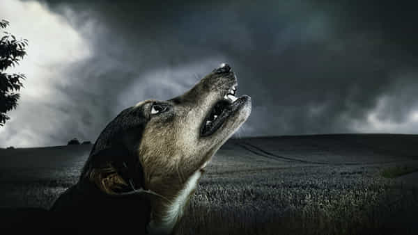 Dogs Crying: రాత్రిపూట కుక్కలు ఎందుకు ఏడుస్తాయో తెలుసా.. అవన్నీ అపోహలేనా? షాకింగ్ విషయాలివి