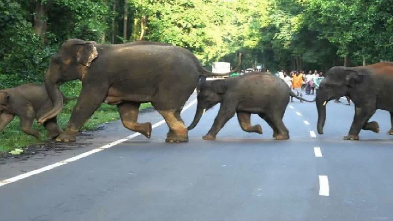 Chittoor: అక్కడ వన్యప్రాణులకు వేటగాళ్ల  ముప్పు.. నాటు బాంబులకు బలి అవుతున్న ఏనుగులు