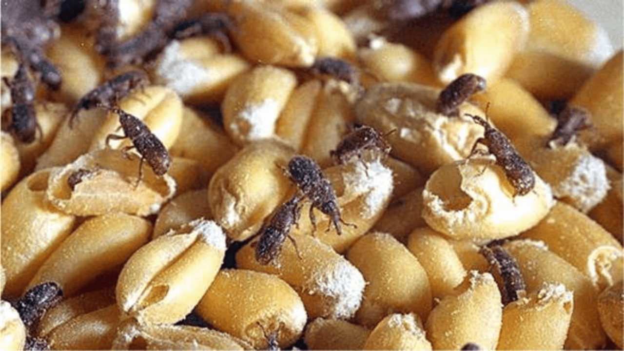 Kitchen Hacks: ఇంట్లో బియ్యం, పప్పులు పురుగు పట్టకుండా ఉండాలా.. ఈ టిప్స్ మీకోసమే