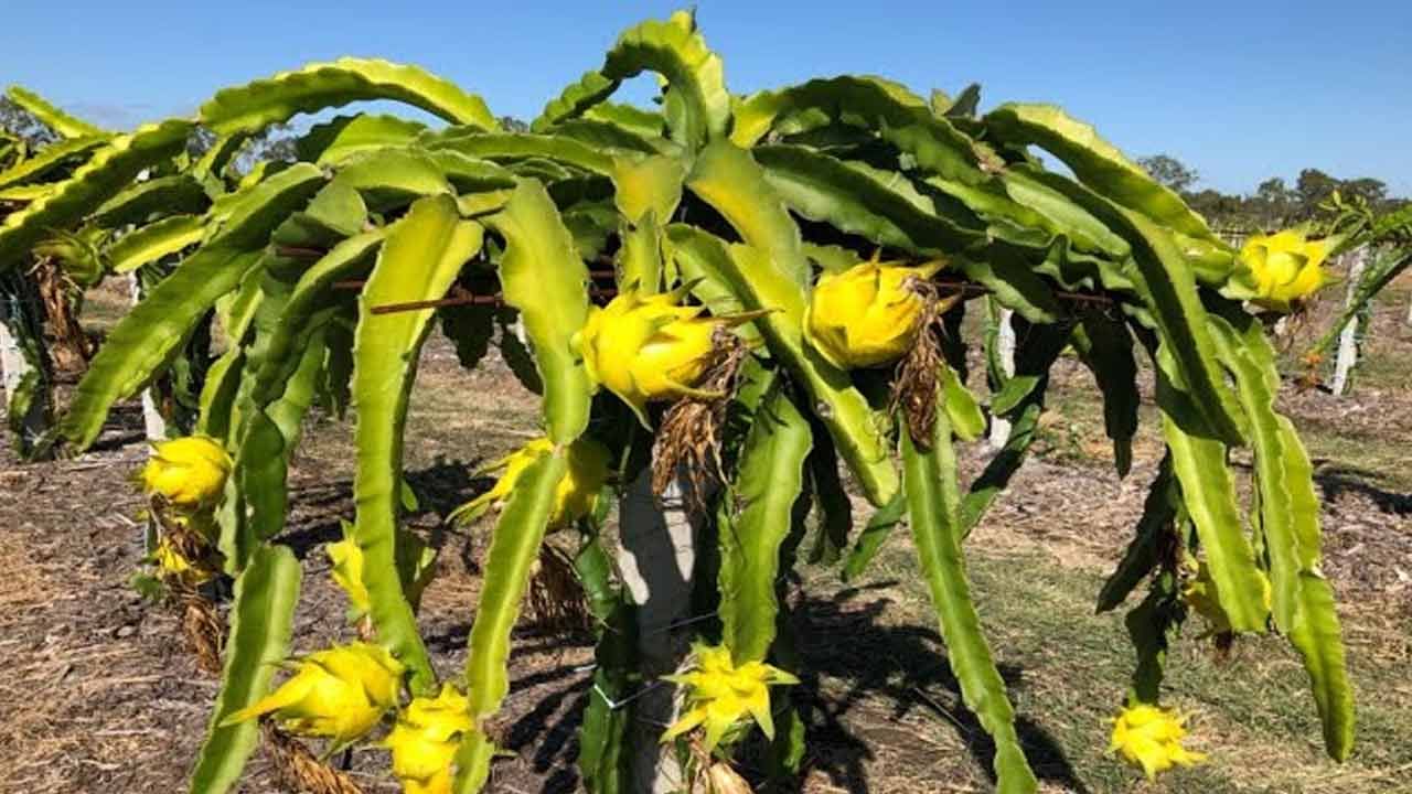 పసుపు డ్రాగన్ ఫ్రూట్ ప్రయోజనాలు దాని యాంటీఆక్సిడెంట్లతో సంబంధం కలిగి ఉంటాయి. ఈ రకంలో సంక్లిష్ట కార్బోహైడ్రేట్లు , ఆహార ఫైబర్, యాంటీఆక్సిడెంట్లు పుష్కలంగా ఉన్నాయి. యాంటీఆక్సిడెంట్లు శరీరంలోని కణాలకు ఆక్సీకరణ నష్టం కలిగించే హానికరమైన ఫ్రీ రాడికల్స్‌ను తటస్థీకరించడంలో సహాయపడతాయి. ఇది వృద్ధాప్య సంకేతాలను దూరం చేస్తుంది. 