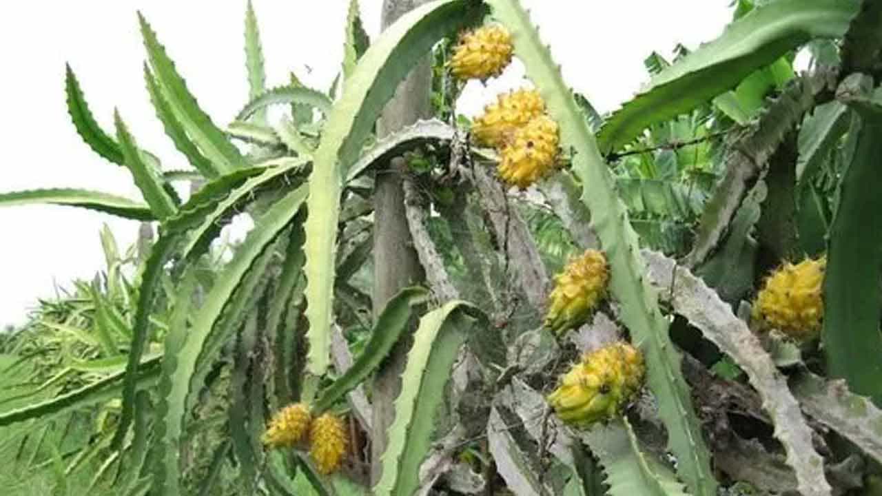డయాబెటిస్ ఉన్నవారికి కూడా పసుపు డ్రాగన్ మంచి ప్రయోజనకరం అంటున్నారు ఆరోగ్య నిపుణులు. పసుపు డ్రాగన్ ఫ్రూట్ కంటి ఆరోగ్యాన్ని మెరుగుపరచడానికి సహాయపడుతుంది.
పసుపు డ్రాగన్ ఫ్రూట్ రుచికరమైనది మాత్రమే కాకుండా పోషకాలతో నిండిన సూపర్ ఫుడ్ కూడా.