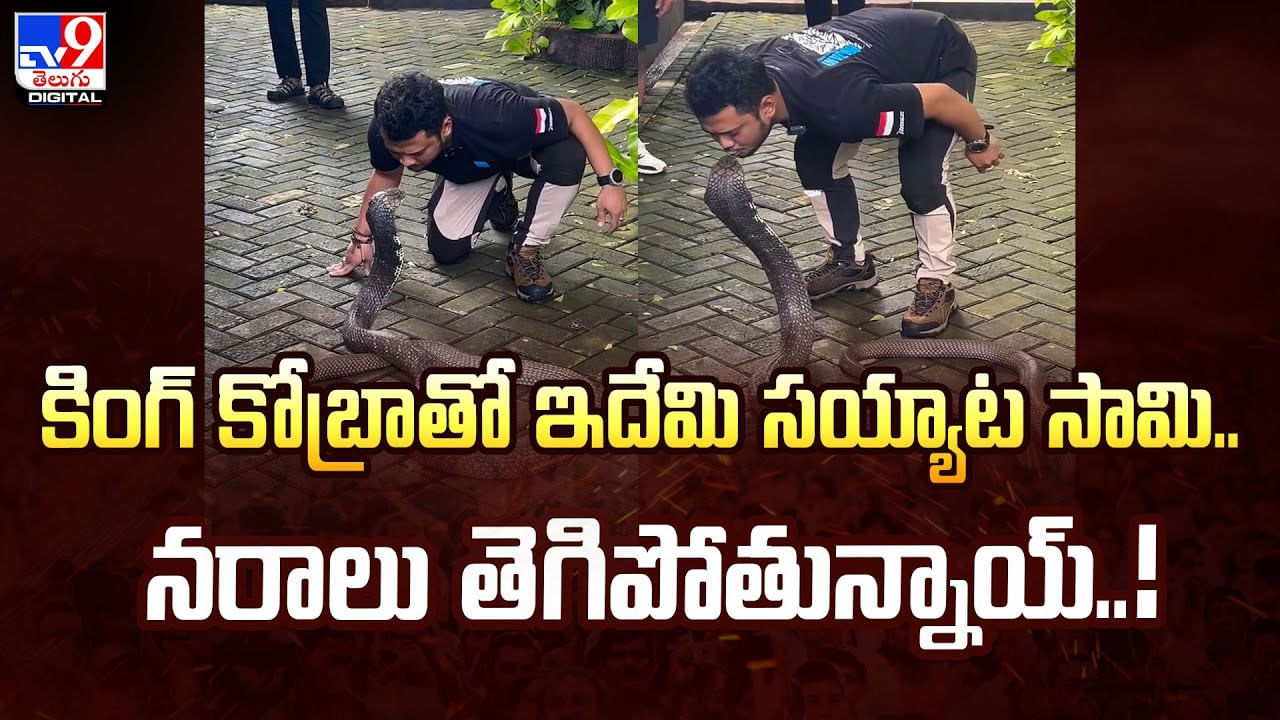 కింగ్ కోబ్రాతో ఇదేమి సయ్యాట సామి.. వీడియో