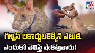 శ్రీశైలంలో 2 చిరుతల సంచారం.. ఆ గేటు కాని లేకపోతే వీడియో