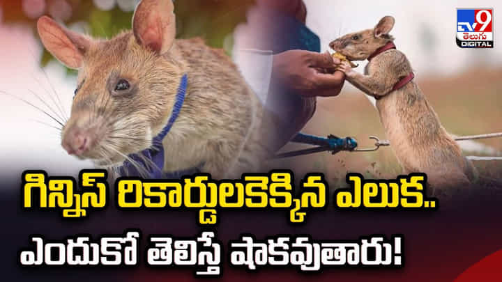 గిన్నిస్ రికార్డులకెక్కిన ఎలుక..ఎందుకో తెలిస్తే షాకవుతారు వీడియో గిన్నిస్ రికార్డులకెక్కిన ఎలుక..ఎందుకో తెలిస్తే షాకవుతారు వీడియో
