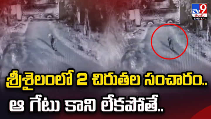 శ్రీశైలంలో 2 చిరుతల సంచారం.. ఆ గేటు కాని లేకపోతే వీడియో శ్రీశైలంలో 2 చిరుతల సంచారం.. ఆ గేటు కాని లేకపోతే వీడియో