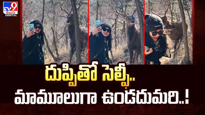 దుప్పితో సెల్ఫీ.. మామూలుగా ఉండదుమరి వీడియో దుప్పితో సెల్ఫీ.. మామూలుగా ఉండదుమరి వీడియో
