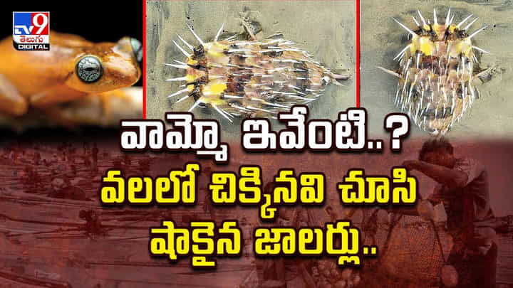 వామ్మో ఇవేంటి..? వలలో చిక్కినవి చూసి షాకైన జాలర్లు..వీడియో వామ్మో ఇవేంటి..? వలలో చిక్కినవి చూసి షాకైన జాలర్లు..వీడియో