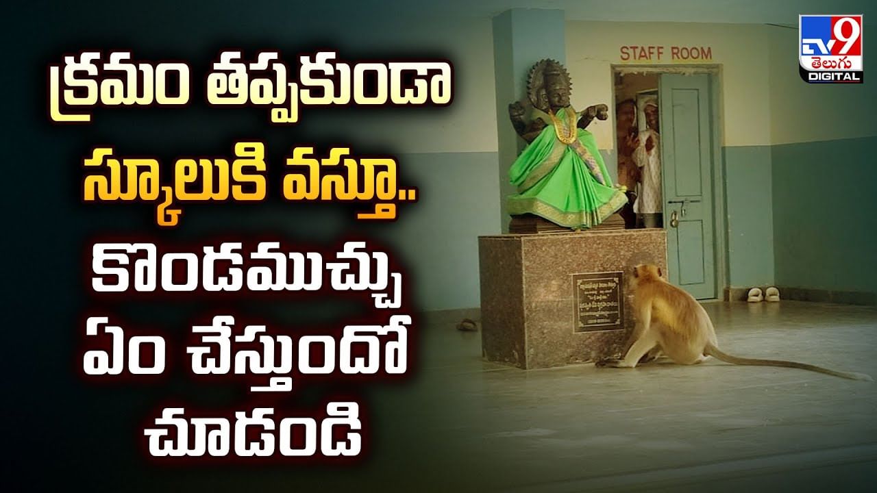 క్రమం తప్పకుండా స్కూలుకి వస్తూ.. కొండముచ్చు ఏం చేస్తుందో చూడండి